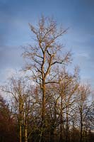 Populus trichocarpa - Black Cottonwood - against blue sky