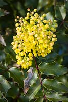 Mahonia aquifolium - Tall Oregon-grape blossoms