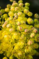 Mahonia aquifolium - Tall Oregon-grape blossoms detail