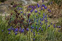 Muscari armeniacum - Grape Hyacinths with emerging Peony foliage