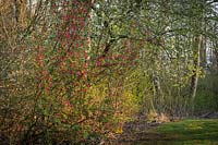 Ribes sanguineum - Red-flowering Currant in woodland border