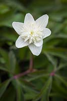 Anemone nemorosa - Wood Anemone blossom