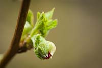 Rubus spectabilis - Salmonberry flower bud showing first color