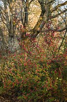 Ribes sanguineum - Red-flowering Currant - at woodland edge