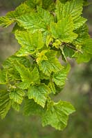Physocarpus capitatus - Pacific Ninebark - emerging foliage
