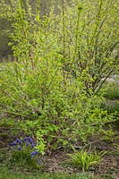 Physocarpus capitatus - Pacific Ninebark - with Muscari armeniacus - Grape Hyacinth