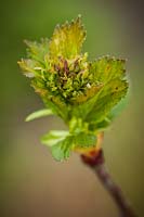 Crataegus douglasii  - Black Hawthorn - flower buds among emerging foliage