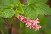Ribes sanguineum - Red-flowering Currant - blossoms and foliage