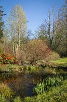 View across pond with marginal Iris pseudacorus - Yellow Flag Iris - to  Rhododendron, Cornus sericea and Acer macrophyllum - Bigleaf Maple - against blue sky