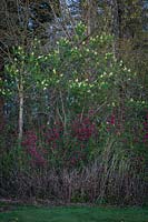 Ribes sanguineum - Red-flowering Currant - below Sambucus racemosa - Red Elderberry - in woodland border at dusk