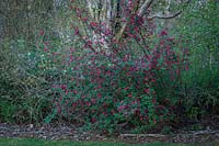 Ribes sanguineum - Red-flowering Currant - below Acer macrophyllum - Bigleaf Maple - in woodland border at dusk