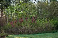 Ribes sanguineum - Red-flowering Currant - below Sambucus racemosa - Red Elderberry - in woodland border in early morning