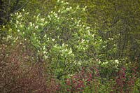 Sambucus racemosa - Red Elderberry - blooming above Ribes sanguineum - Red-flowering Currant
