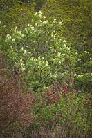 Sambucus racemosa - Red Elderberry - blooming above Ribes sanguineum - Red-flowering Currant