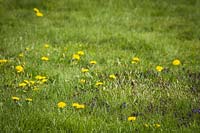 Taraxacum officinale - Dandelion - blooming in a lawn