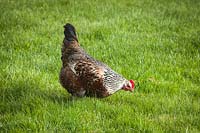 Chicken foraging in a lawn