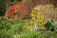 Mixed bed with Pieris japonica 'Mountain Fire', beyond Rhododendron 