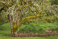 Malus domestica - Apple - old tree with moss on branches and bloom