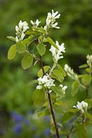 Amelanchier alnifolia - Serviceberry - blossom and foliage