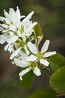Amelanchier alnifolia - Serviceberry - blossom detail