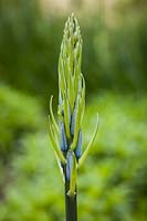 Camassia leichtlinii - flower bud detail