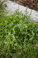 Veronica serpyllifolia - Thyme-leaved Speedwell