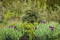Abies grandis, Ribes sanguineum, Iris germanica cv. and Paxistima myrsinites in a spring border - Grand Fir, Red-flowering Currant above bearded iris, Oregon Boxwood