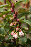 Vaccinium ovatum - Evergreen Huckleberry blossom, buds and foliage detail