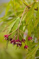 Acer palmatum cv. - Japanese Maple blossoms and foliage detail