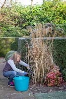 Cutting back deciduous ornamental grasses to the base with shears in early spring - Miscanthus