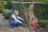 Cutting back deciduous ornamental grasses to the base with shears in early spring - Miscanthus