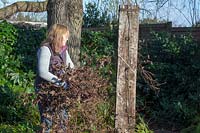 Pruning a Group 3 Clematis down to 30cm in late winter before growth starts