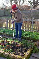 Weeding chickweed in a bed in the vegetable garden with a hoe