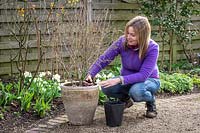 Top dressing a container with fresh compost and controlled-release fertiliser. Removing old compost. Syringa pubescens subsp. microphylla 'Superba' - Lilac