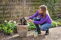 Top dressing a container with fresh compost and controlled-release fertiliser. Adding new compost. Syringa pubescens subsp. microphylla 'Superba' - Lilac