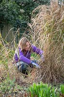 Pruning deciduous grasses by cutting back in spring. Using secateurs to avoid damaging green growth. Miscanthus sinensis