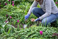 Planting summer flowering bulbs in a border - Gladiolus 'Roma'