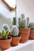 Different varieties of cactus in small terrracotta pots