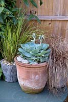 Echeveria and grasses in pots