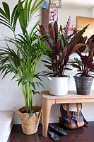 Howea forsteriana - Kentia palm, Rattlesnake plant - Calathea lancifolia and Peacock plant - Calathea Makoyana