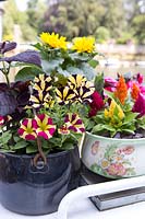 Colourful containers with Petunia, Coleus, Impatiens, Cockscombs and Sunflowers