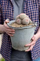 Person holding cactus growing in vintage bucket container