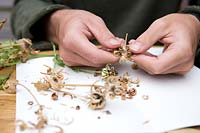 Collecting and storing calendula seeds