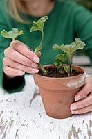 Propagating pelargoniums in terracotta pot