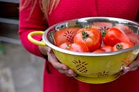 Fresh tomatoes in yellow colander
