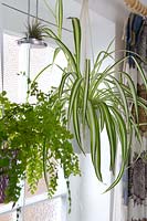 Chlorophytum comosum 'Spider plant' and Adiantum aethiopicum 'Maidenhair fern' hanging beside window