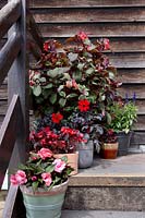 Plants in containers on staircase, Fuchsia, Dahlia, Begonia, Impatiens