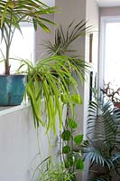 Kentia Palm, Devil's Ivy, Spider Plant in office environment. Howea forsteriana, Epipremnum aureum, Chlorophytum comosum