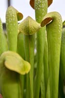 Sarracenia 'Pitcher Plants' Carnivorous Plants