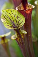 Sarracenia, 'Pitcher Plants'